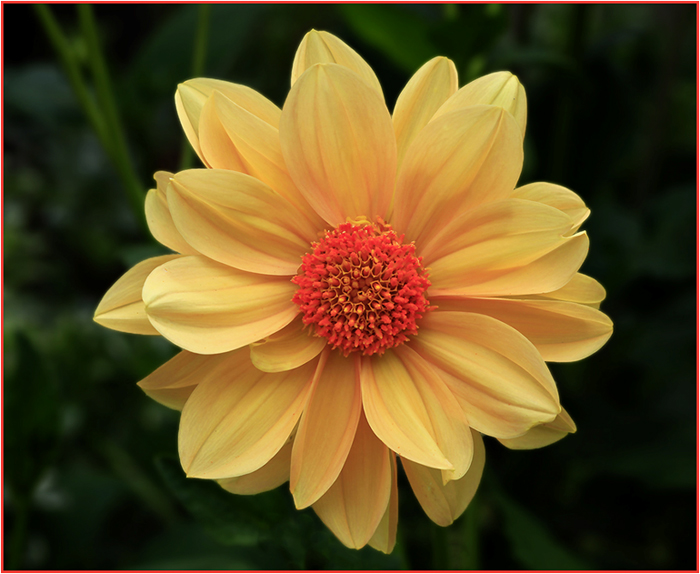 Yellow dahlia with orange center