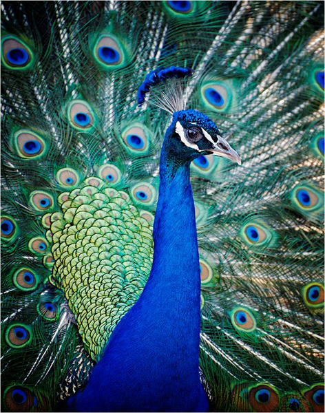 Upper torso of peacock with spread tail behind