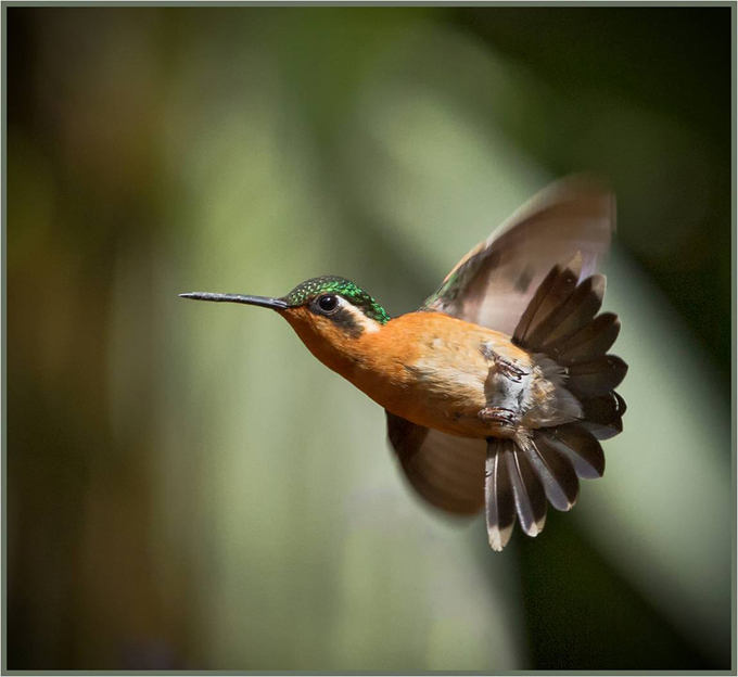 Hummingbird in flight