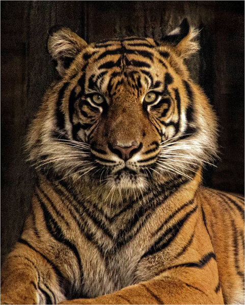 Head and shoulders of reclining tiger that is gazing at the camera