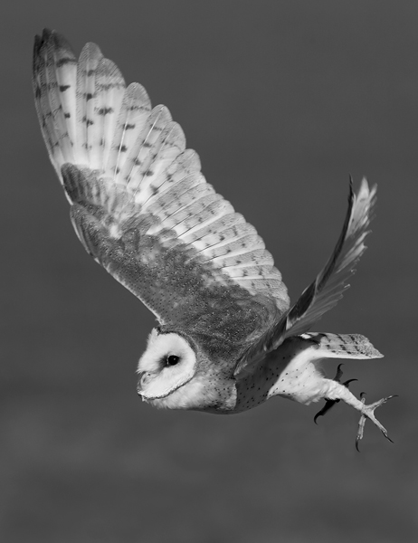 Barn owl in flight