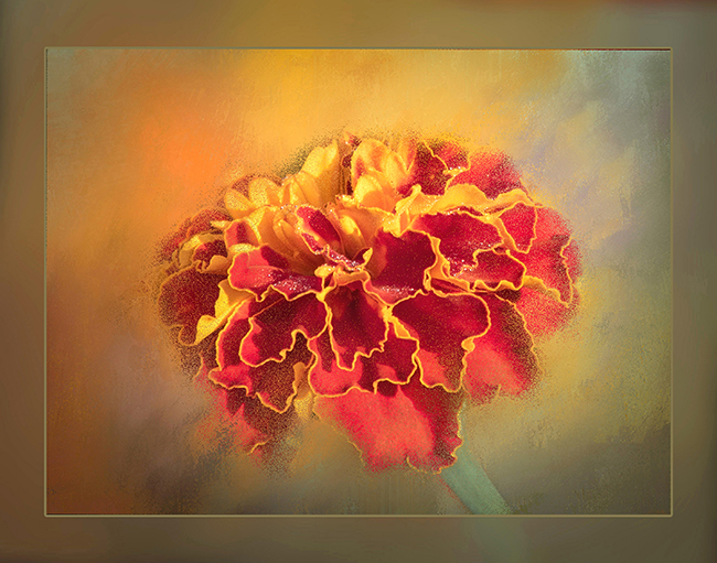 Marigold