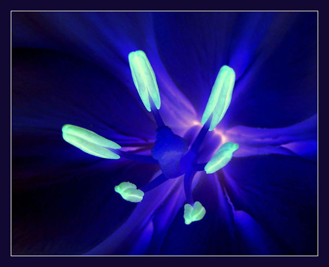 Indiglow